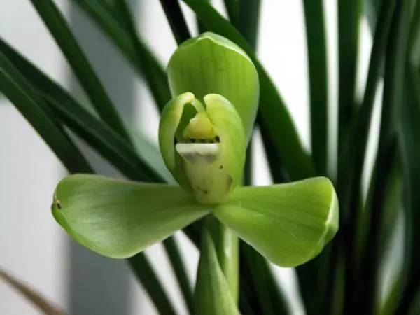 兰花资料卡,兰花资料简介