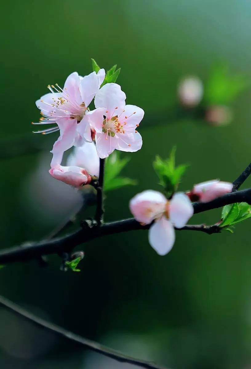 春风如贵客一到便繁华作文赏析,春风如贵客一到便繁华原文