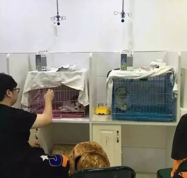 我有犬瘟，但感谢有你！