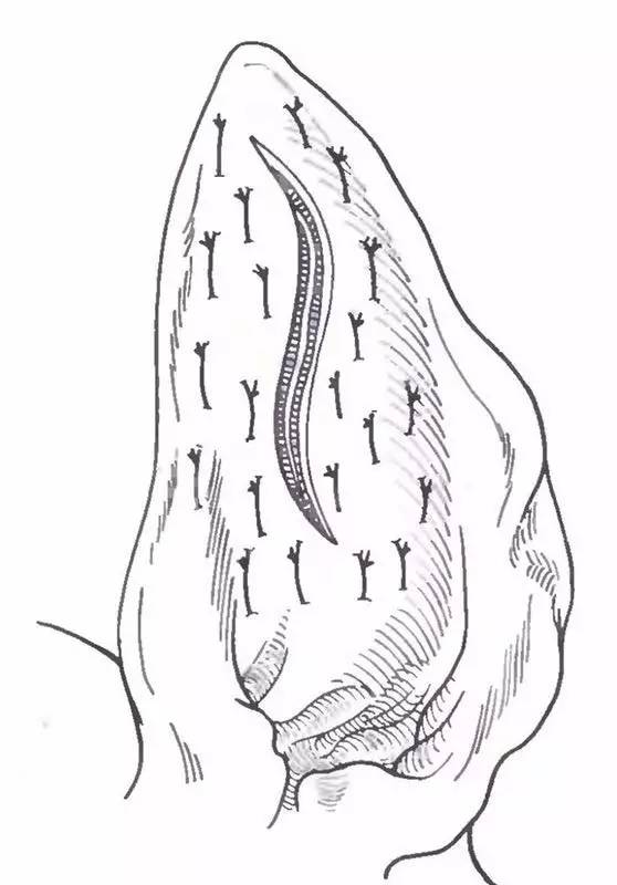 D98-家有垂耳狗的，小心耳血肿