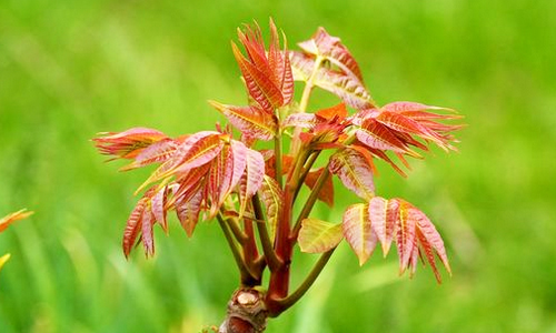 别错过五种常见野菜好吃又营养,春天有什么野菜有药用价值