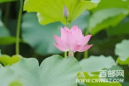 西安莲湖公园为啥叫莲湖公园,莲湖公园为什么叫莲湖公园