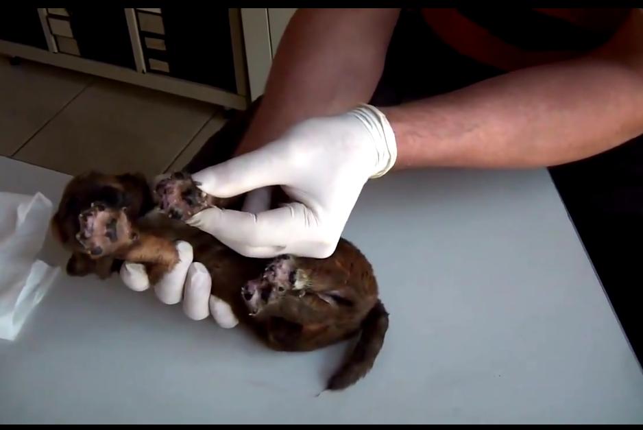 狗狗身上很多小虫子一定要剃毛吗,狗狗身上挤出黑色分泌物