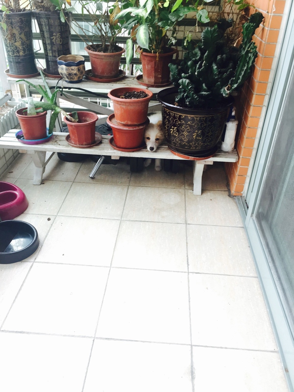 边牧这种狗到底有多聪明,边牧的智商真的有6-8岁那么高吗