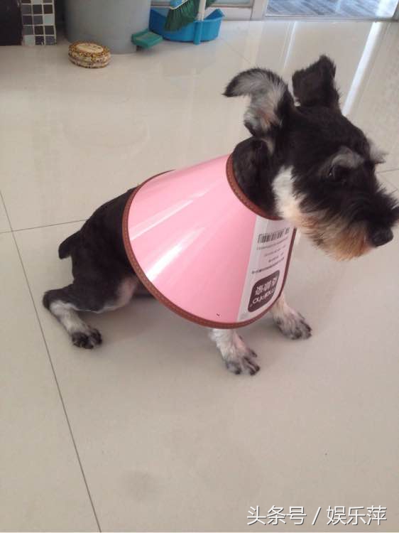 狗狗防感染头罩,一言不合就飙车原版