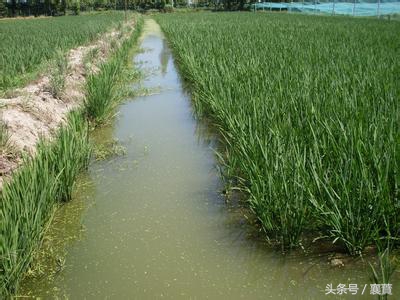 稻田泥鳅青蛙生态循环养殖,稻田里养本地泥鳅最好方法