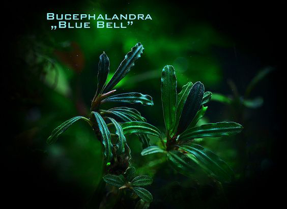 水族辣椒榕,水族朋友圈