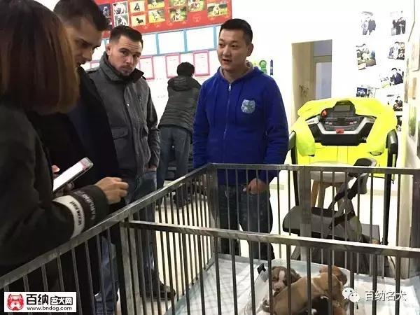 佳犬需近赏，上海包子恶霸犬舍再造围观！