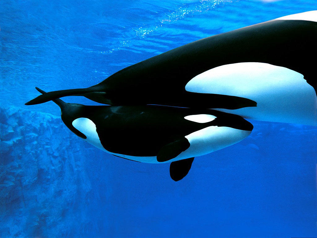 海洋里最快的动物是海豚吗,海洋中最大的生物海豚