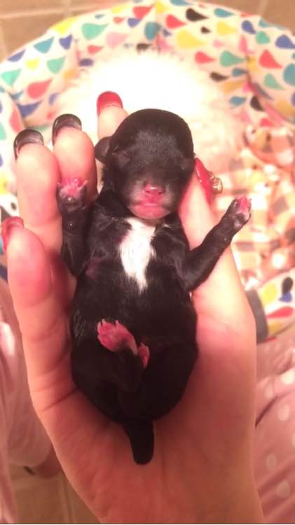 泰迪被土狗欺负完整版,泰迪被农村土狗咬死