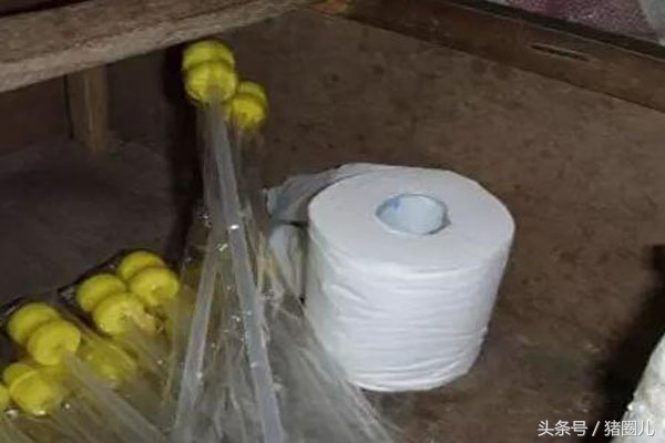 猪人工育种要输卵几次,猪输精时间和忌讳