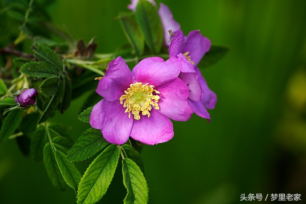 爱之徘徊(散文诗一组)