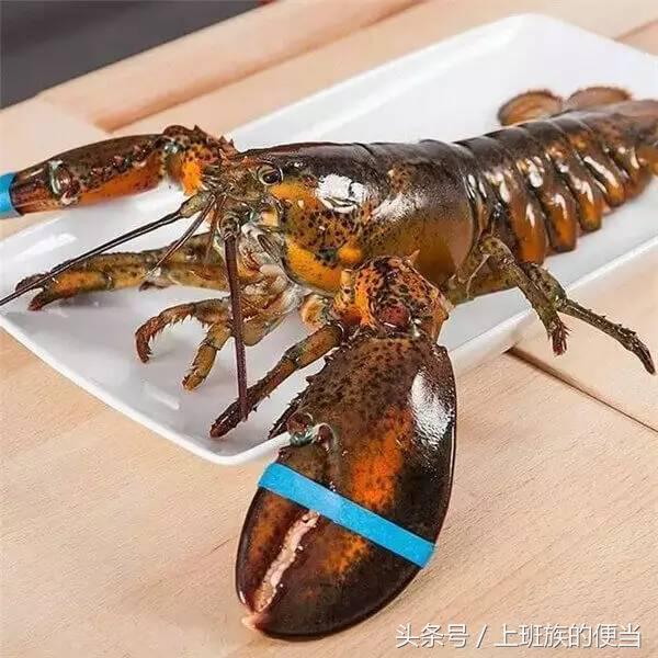 罗氏虾与澳洲小龙虾的区别,罗氏虾和基围虾区别哪个好