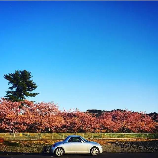 不去看樱花去看海,不去看樱花看西府海棠