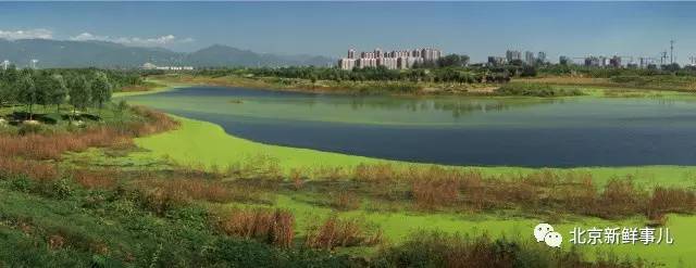 北京最美赏花公园在哪,北京赏花公园景点推荐