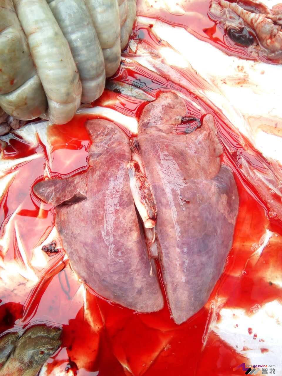 防控饲料黄曲霉毒素危害措施,蛋鸡饲料霉菌毒素危害