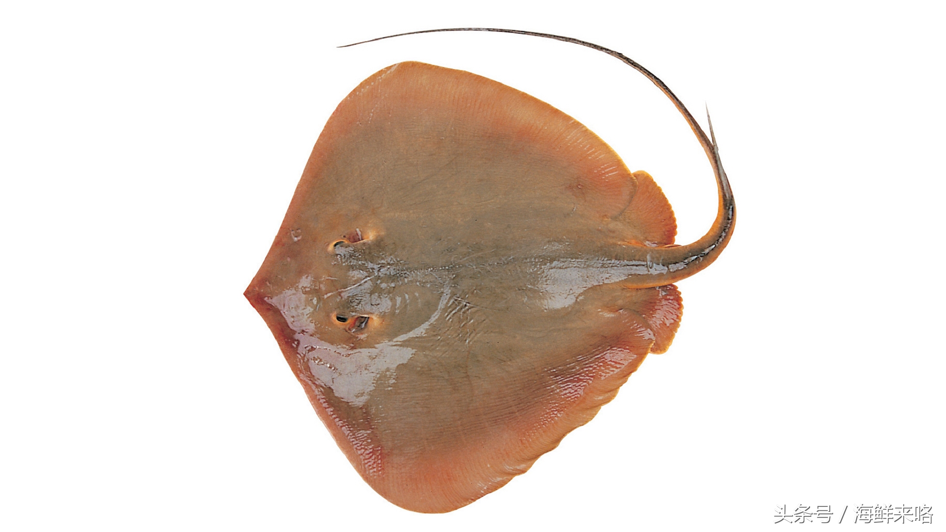 哪种海鱼吃着最简单,哪种海鱼喜欢吃肉