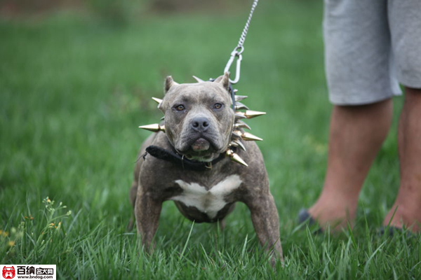 魔兽源犬舍“布兰妮”三岁震撼气质成就犬界恢弘传奇!