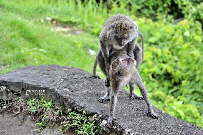 巴厘岛情人崖猴子,巴厘岛最美情人崖
