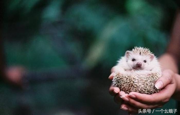 刺猬幼崽被狠心拔刺,小刺猬刚出生就被拔掉刺