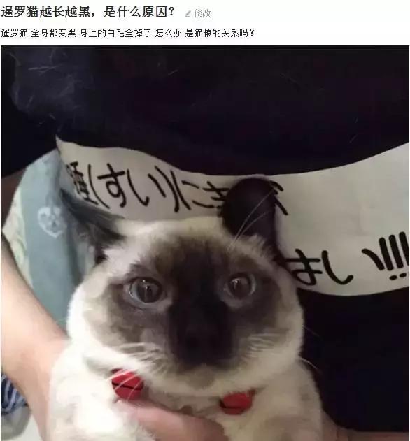 偷偷挖煤的暹罗猫,我家的暹罗猫脸不黑