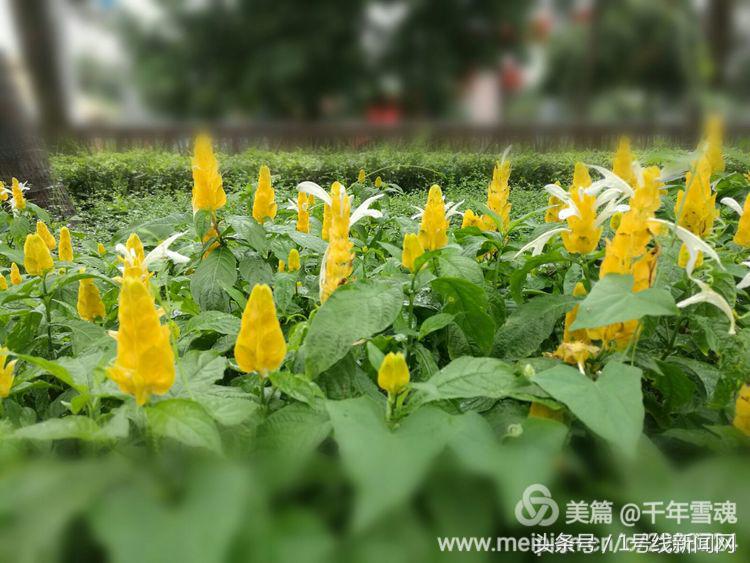 永远的余子店——文/刘宏冰