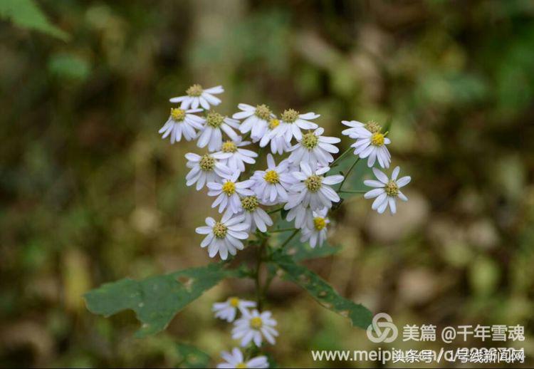 永远的余子店——文/刘宏冰