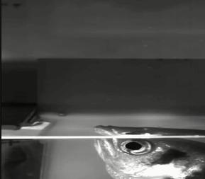 火影忍者动物会忍术,水枪射水鱼