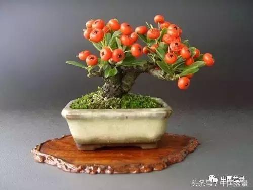 盆景知识与交流,养花知识大全小盆景