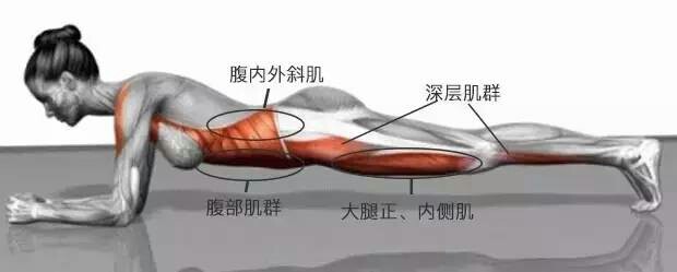 平板支撑每天2分钟坚持3个月,深蹲和平板支撑能不能紧致身材