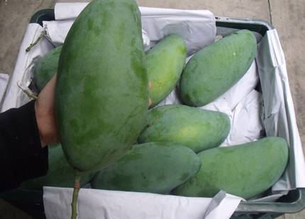 越南大青芒的最佳吃法,越南大青芒的味道