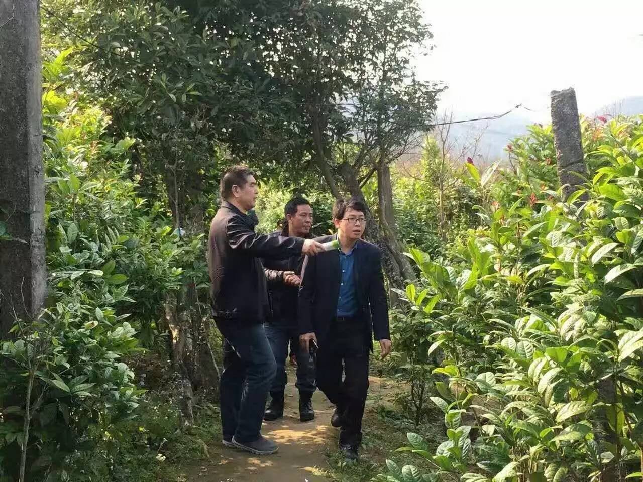 金花茶文化旅游节2019,金花茶节