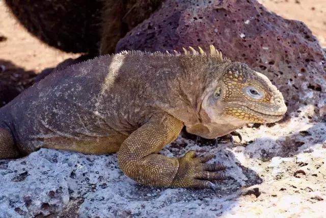 这才是旅行的样子,从亚洲至南美洲,他比我们多了点勇气和决心