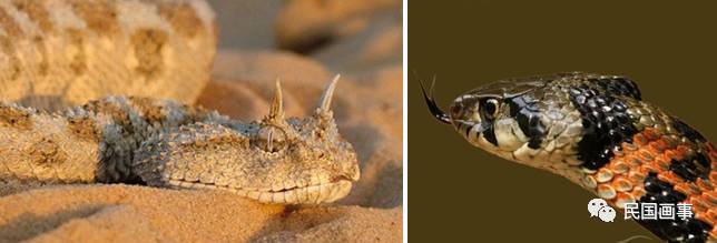 鬼吹灯真人真事吗,鬼吹灯的真相