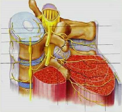 20岁腰椎间盘突出可以完全康复吗,关于腰椎间盘突出你需要知道的
