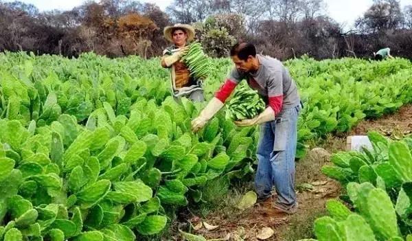 人类未来的重要食物是什么,美国十大未来食物