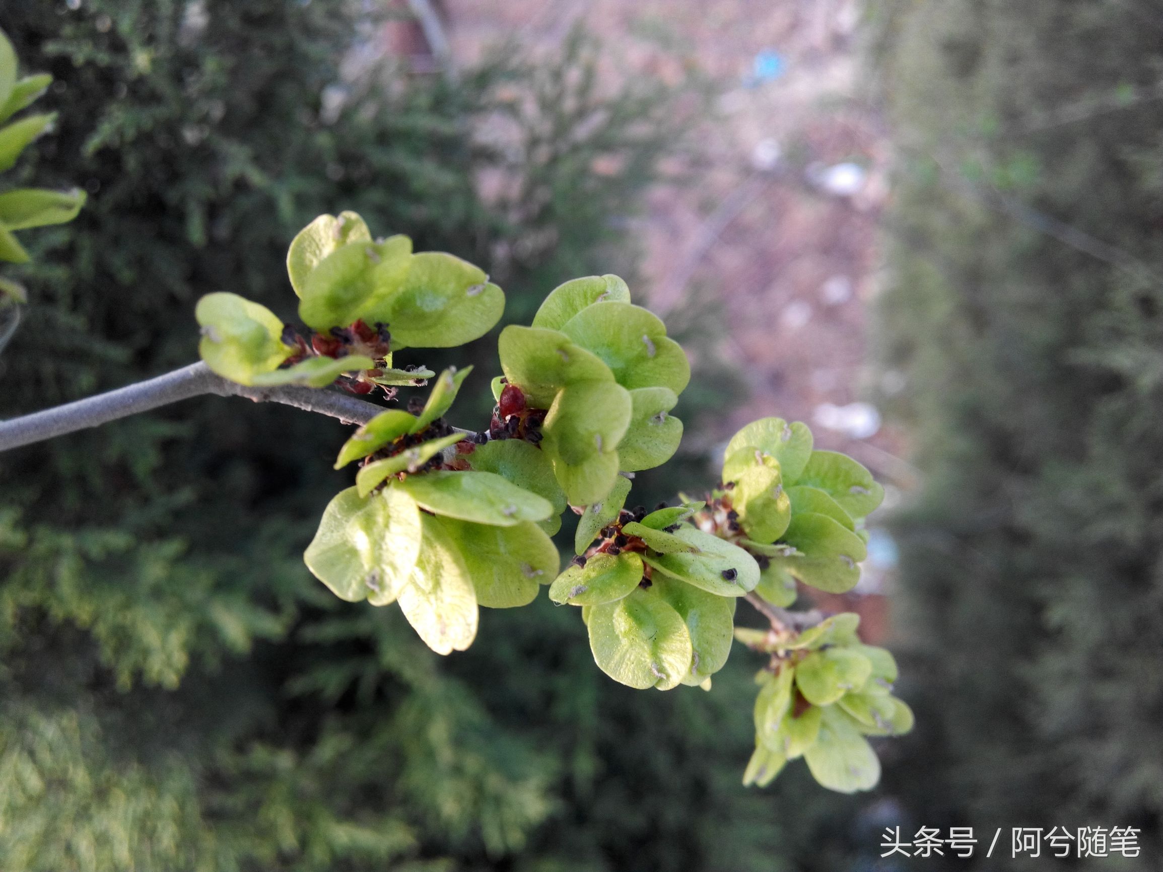 适合在农村创业的十大好项目推荐,5种适合农村人创业的小投入项目