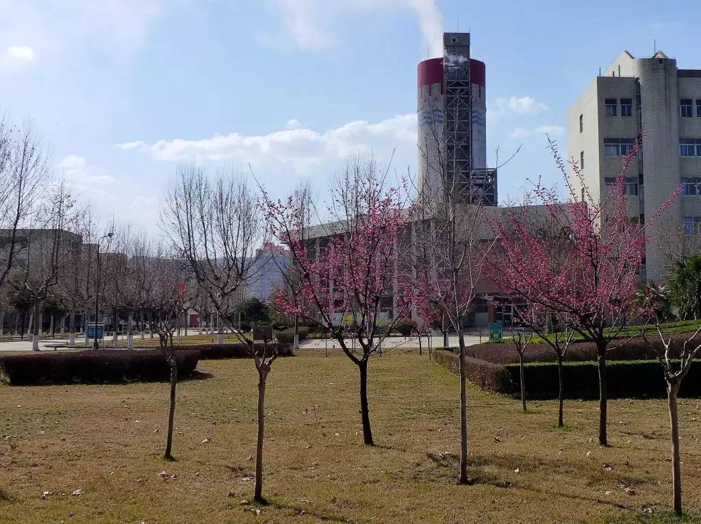 印象渭南：情寄雪梅