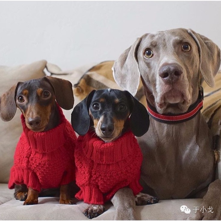 过年给公婆买什么礼物合适,过年应该给爸妈公婆买什么礼物