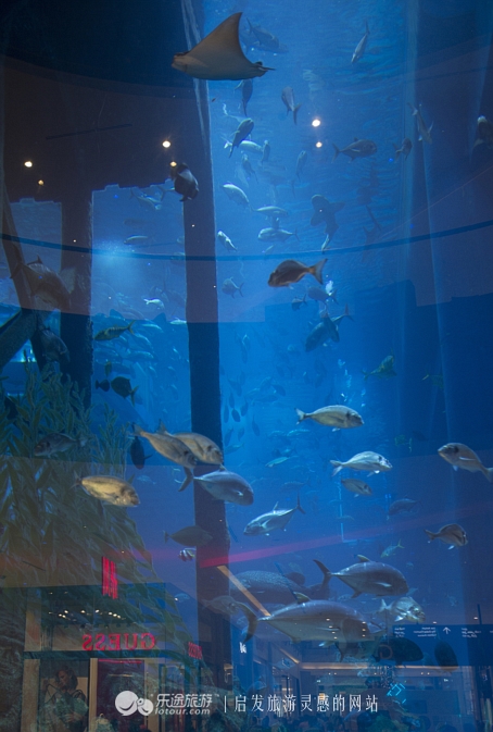 迪拜的第一大海洋馆,迪拜摩尔海洋馆