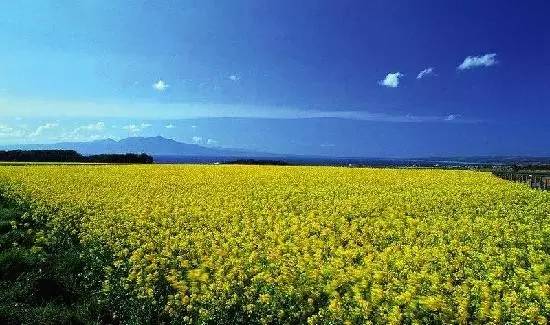 春暖花开踏青正当时完整版,春暖花开踏青季攻略