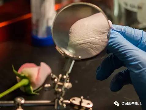 在苹果片上“种”出人耳？！这不是恐怖故事，是脑洞大开的医学新方向啊喂！