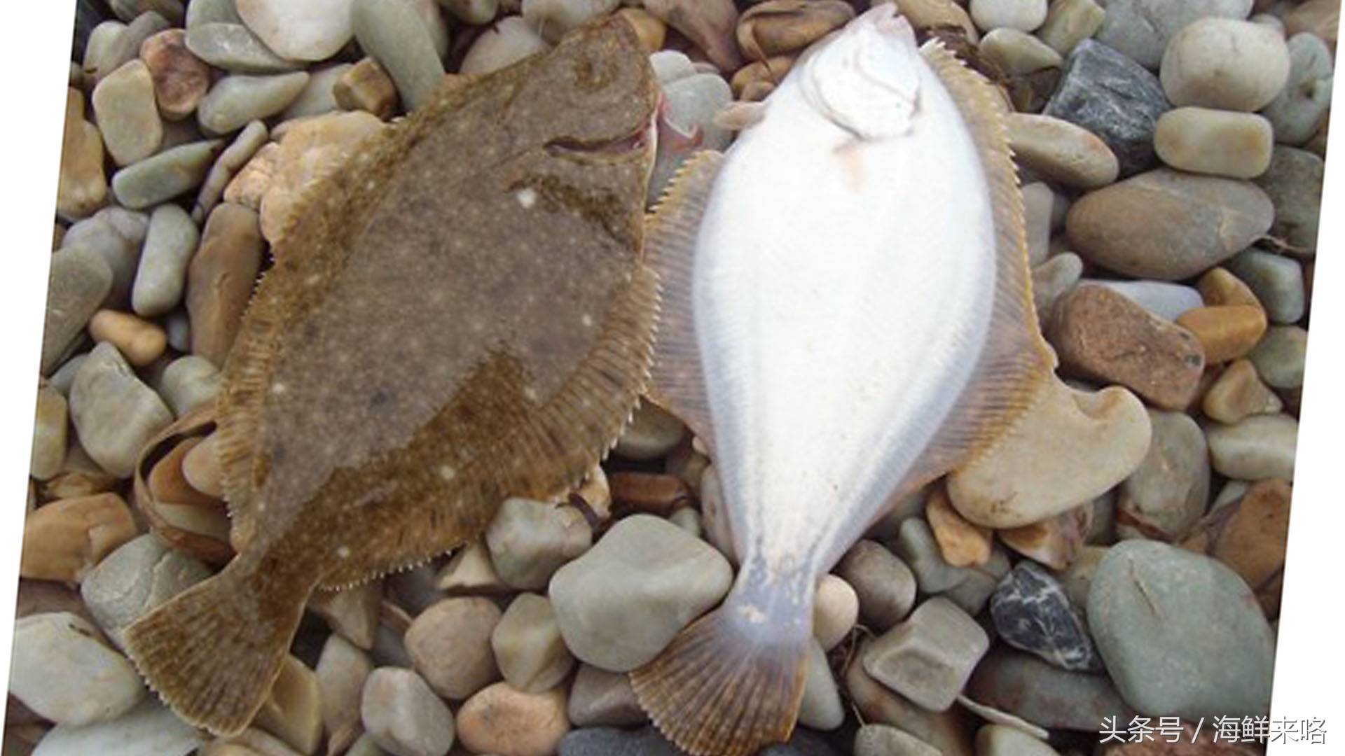 哪种海鱼吃着最简单,哪种海鱼喜欢吃肉