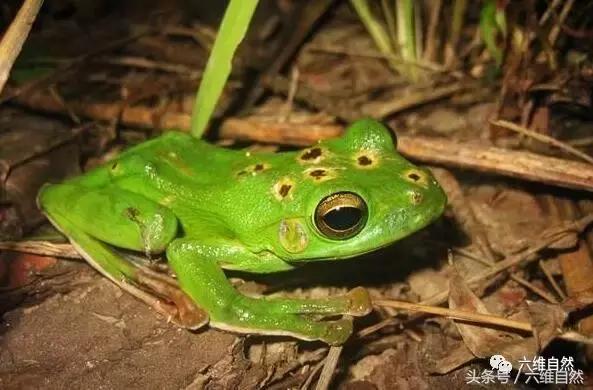 小时候被尿扎到了用什么药,小时候被吓尿裤子长大会有影响吗
