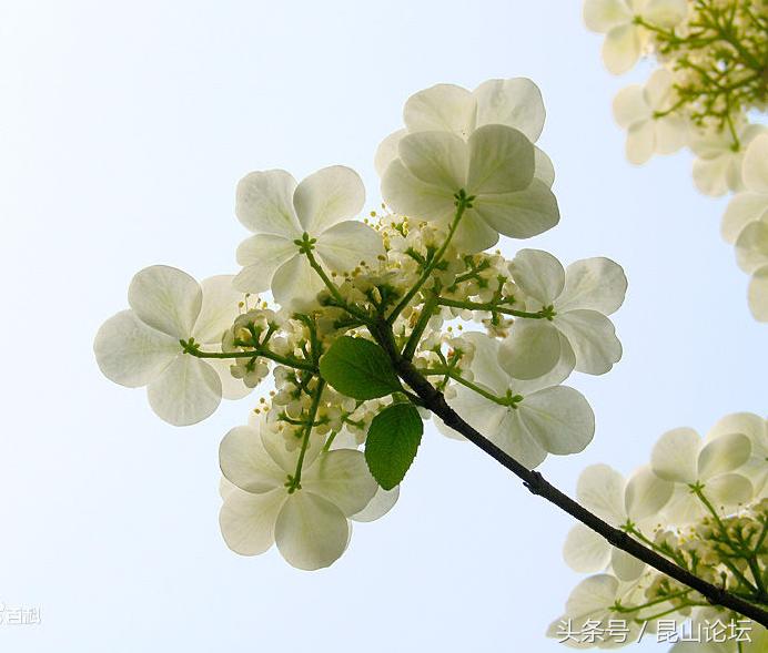 厉害了昆山陆家,厉害了江苏