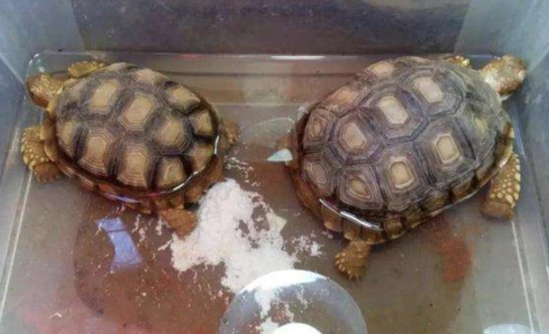 苏卡达陆龟的常见病症,苏卡达陆龟为什么那么凶