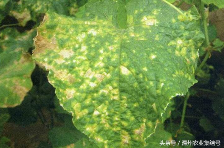 甜瓜细菌性角斑病怎么治,瓜类细菌性角斑病打什么药