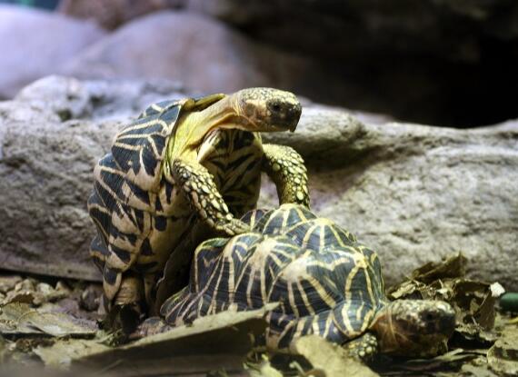 印度星龟广州陆龟,印度星斑陆龟