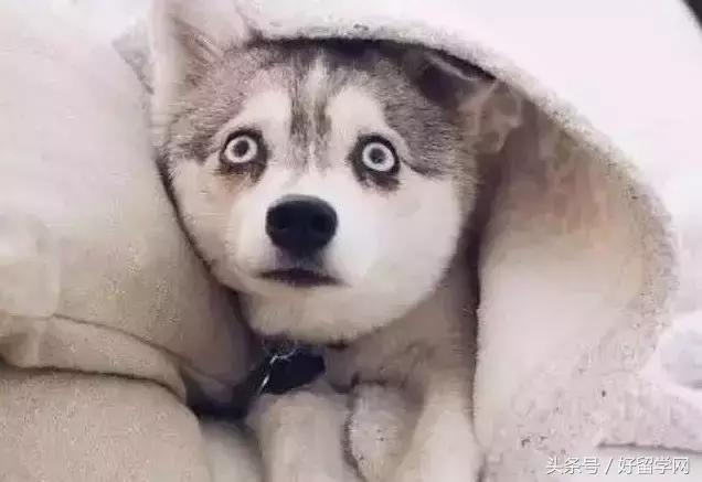 出国留学香水,留学带香水