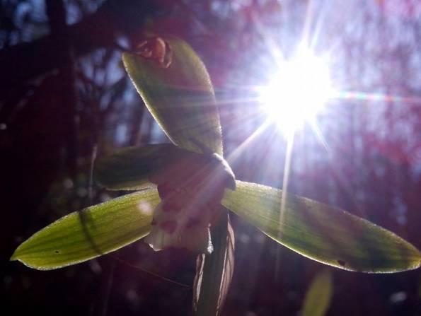 云南兰花名贵品种图片介绍,云南兰花老品种有哪些图片